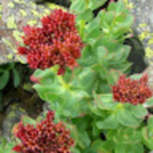 Meet your Posher, Ann